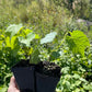 Valiant Grape (Vitis riparia x Vitis labrusca 'Valiant')