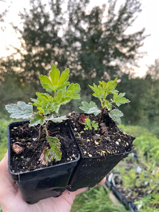 Hinnomaki Red Gooseberry (Ribes uva-crispa 'Hinnomaki Red')