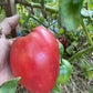 Bull’s Heart - Tomato Seeds - Heirloom Tomato - 25+ Seeds
