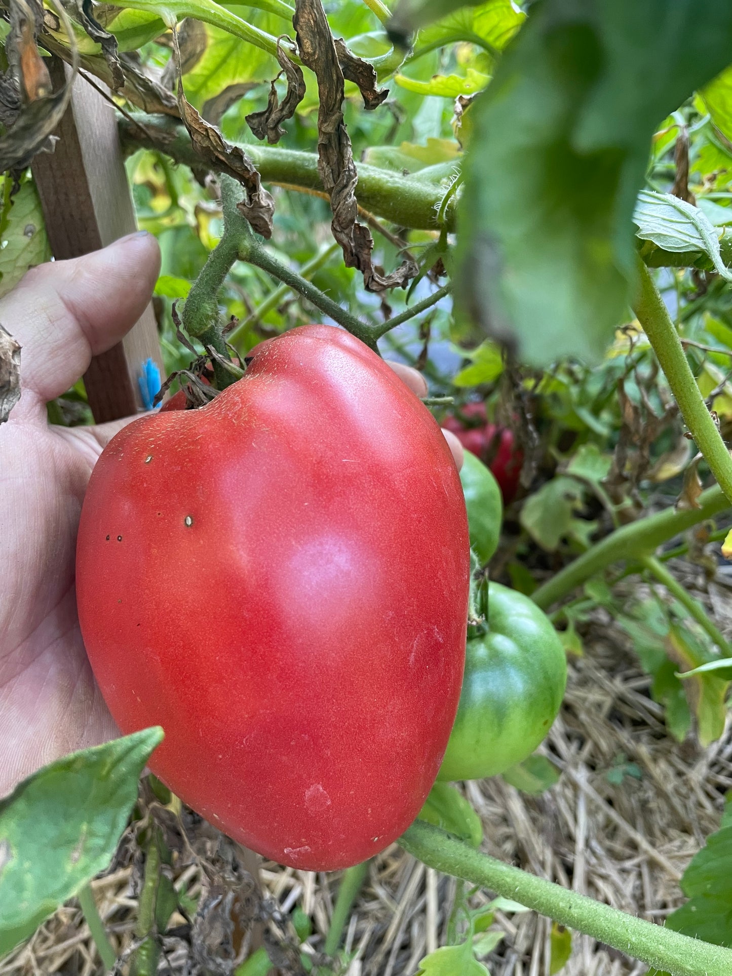 Semillas de tomate Bull's Heart - Tomate tradicional - Más de 25 semillas