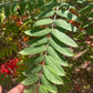 Graines de Sumac Glacé (Rhus glabra) - 100+ Graines