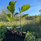 Viking Chokeberry (Aronia melanocarpa ‘Viking’)