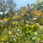 Grosella espinosa (Ribes sp.) - Planta perenne - Arbusto de bayas - Zona 3 - Más de 50 semillas