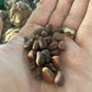 Siberian Stone Seeds (Pinus sibirica) - 15+ Seeds