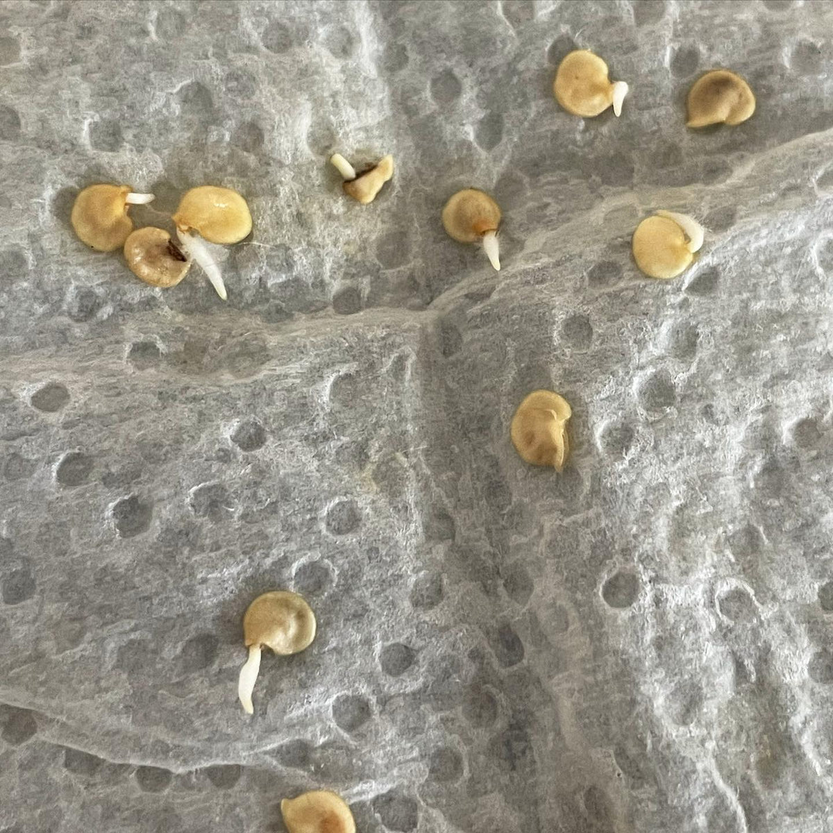 3 days into germ testing our fushimi pepper seeds, looking good I thought they would take a couple weeks