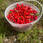 Evans Cherry Seeds (Prunus cerasus)  - Cold Hardy Cherry Tree - (Zone 3) - 12 Seeds