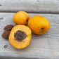 Manchurian Apricot Seeds (Prunus mandshurica)  - Cold Hardy Apricot Tree - (Zone 3) - 9 Seeds