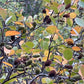 Graines de bouleau rouge (Betula occidentalis) - 500+ graines