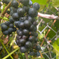 Valiant Grape Seeds (Vitis riparia x Fredonia) - Cold Hardy Table Grape - Zone 3 - 30+ Seeds