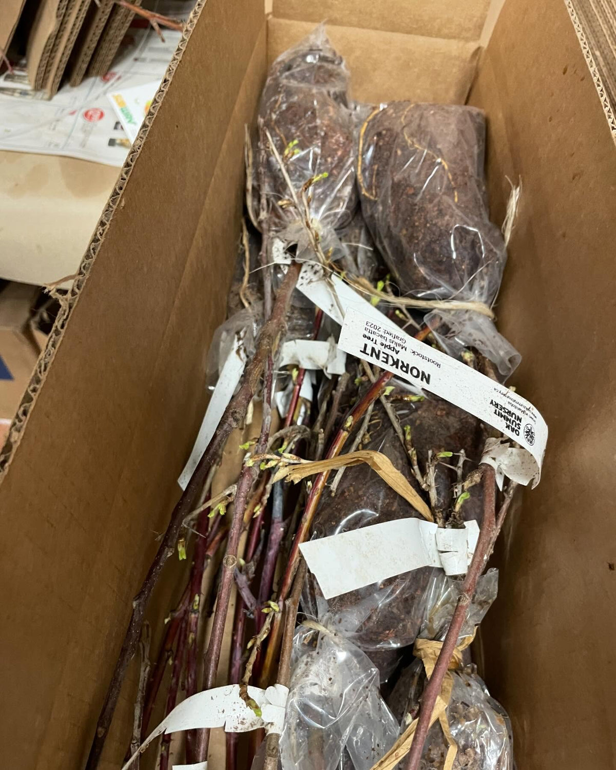 36 x 4 x 4” box fits a decent sized two year old nanking cherry, image 2 of 2
