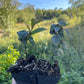 Cerisier noir de Nankin (Prunus tomentosa x Prunus besseyi 'Nigra')