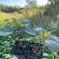Highbush Cranberry (Viburnum trilobum)