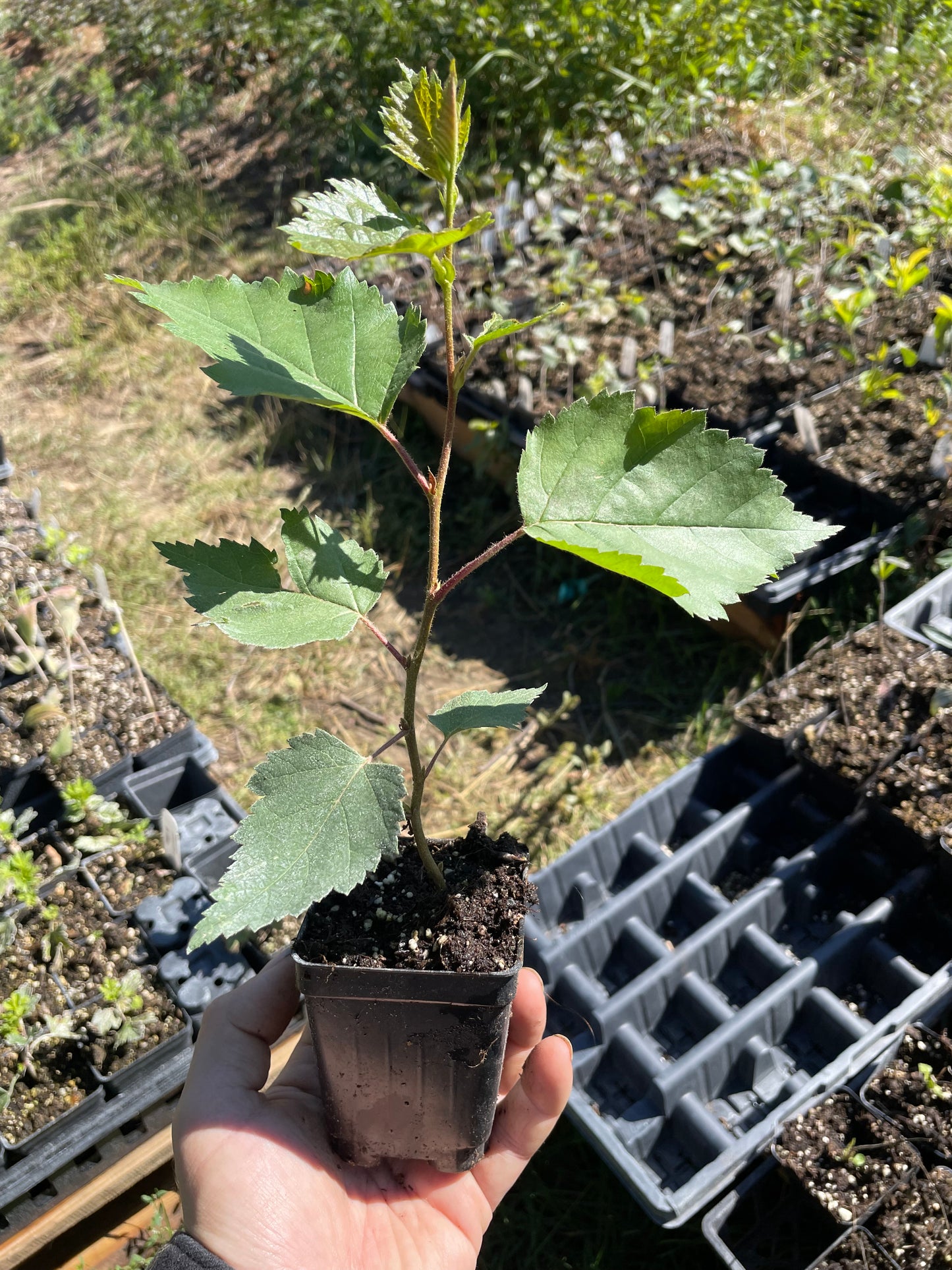 Paper Birch (Betula papyrifera)