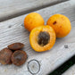 Manchurian Apricot Seeds (Prunus mandshurica)  - Cold Hardy Apricot Tree - (Zone 3) - 9 Seeds