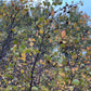 Graines de bouleau rouge (Betula occidentalis) - 500+ graines