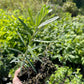 Leikora Sea Buckthorn (Hippophae rhamnoides ‘Leikora’)