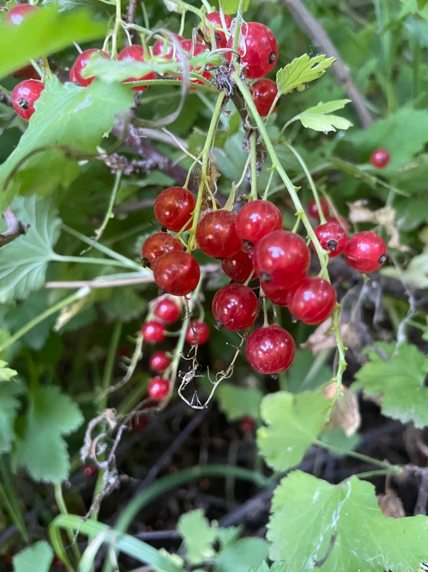 Red Currant (Ribes rubrum) -  Berry Bush - Zone 3 - 100+ Seeds