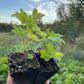 Pink Champagne Currant (Ribes rubrum 'Pink Champagne')