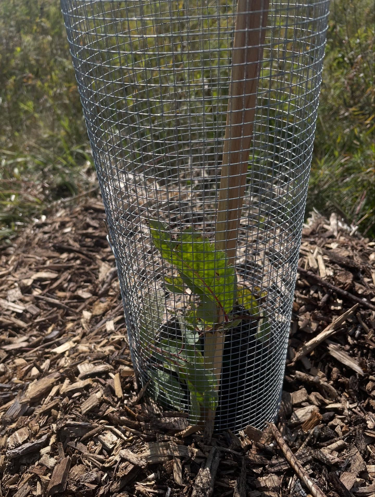 45 plums ok this side of the new orchard, open sandy spot with bo irrigation so just heaped up the woodchips, image 2 of 4