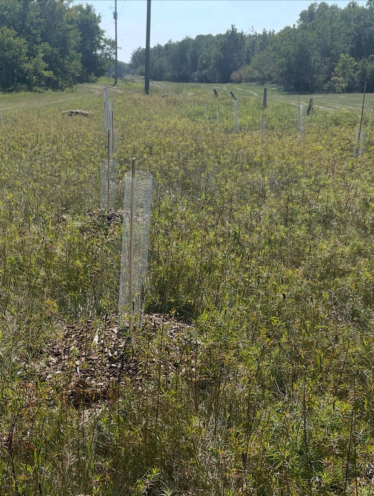 45 plums ok this side of the new orchard, open sandy spot with bo irrigation so just heaped up the woodchips, image 4 of 4
