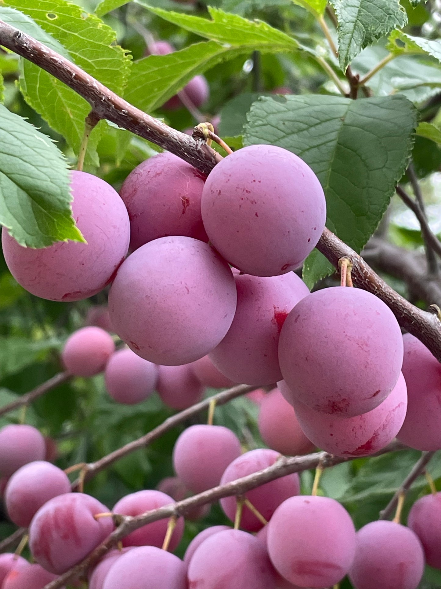 Seedling Plums (Prunus sp.) - Zone 3