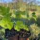 Jostaberry (Ribes x nidigrolaria 'Josta')