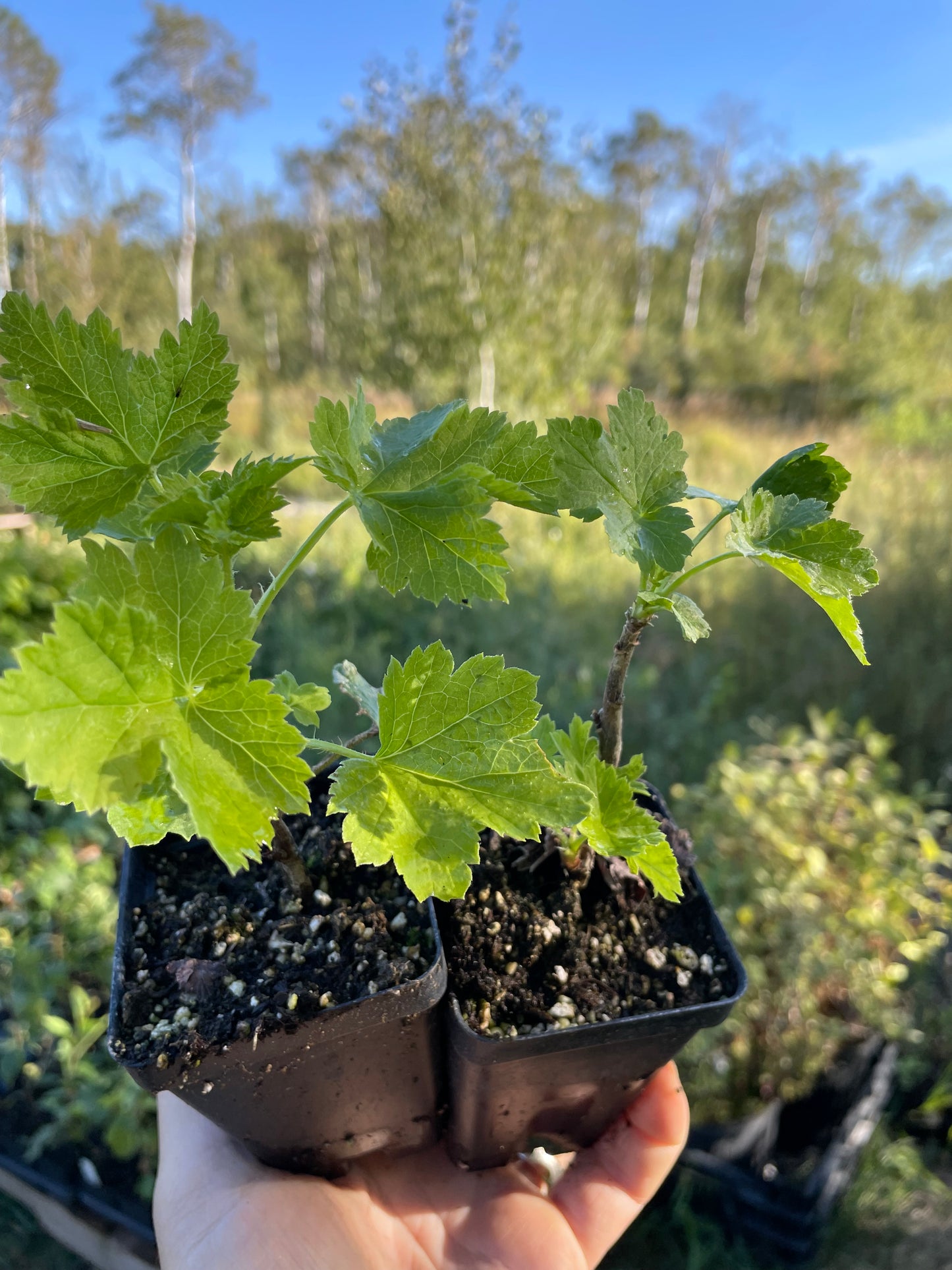 Baie de Josta (Ribes x nidigrolaria 'Josta')