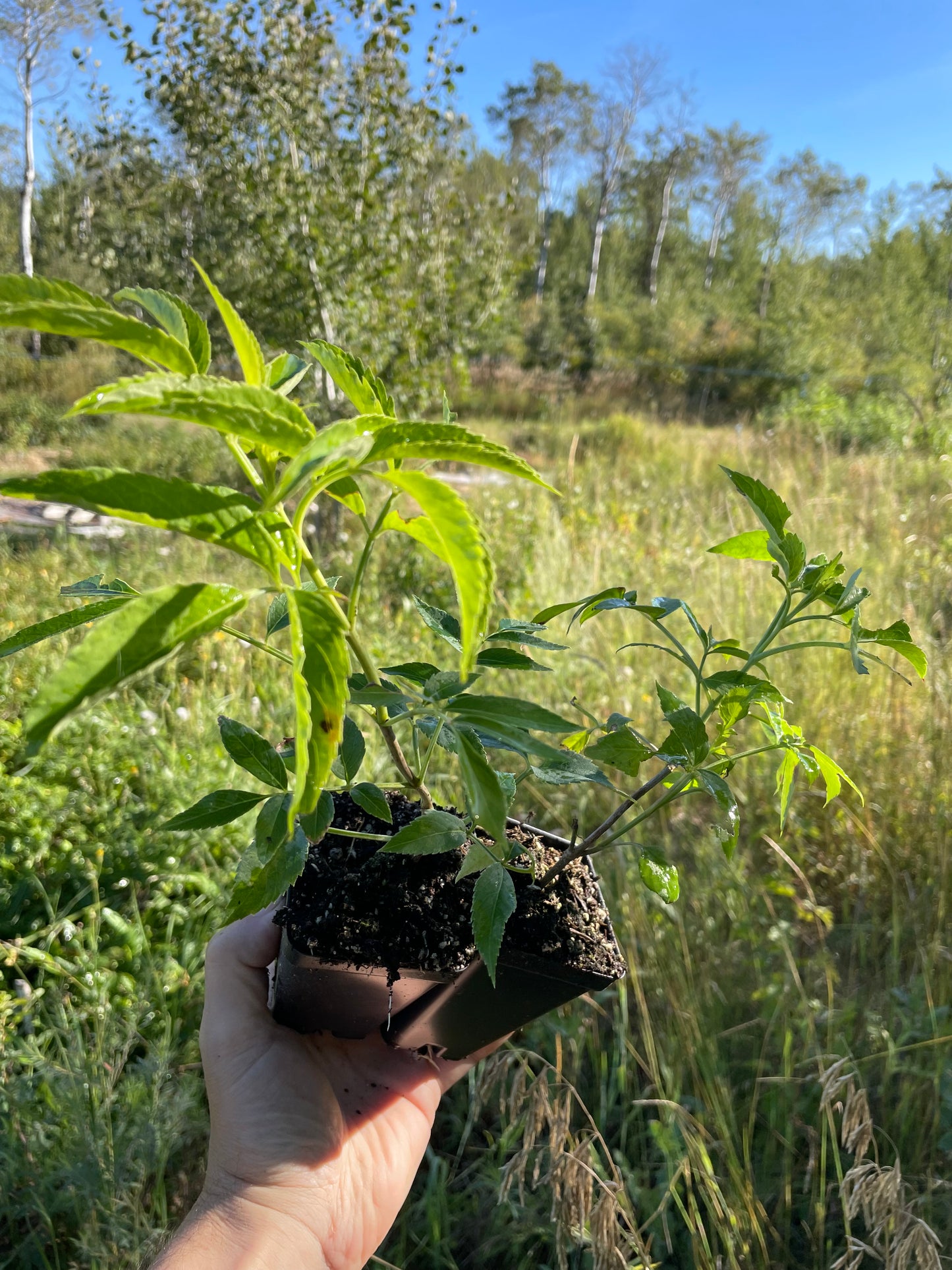 Ranch Elderberry (Sambucus canadensis ‘Ranch’)