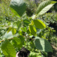 Black Walnut Seeds (Juglans nigra)  - (Zone 3) - 10 Walnuts