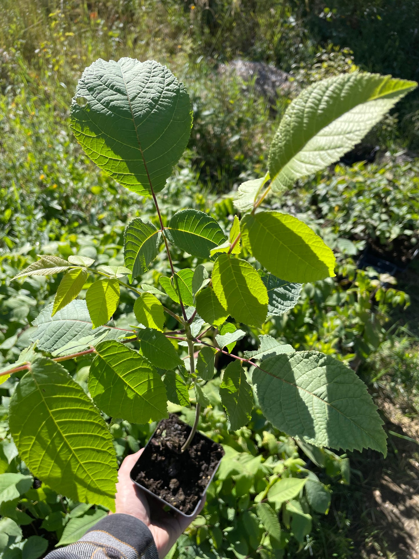 Graines de Noyer Noir (Juglans nigra) - (Zone 3) - 8 Noix