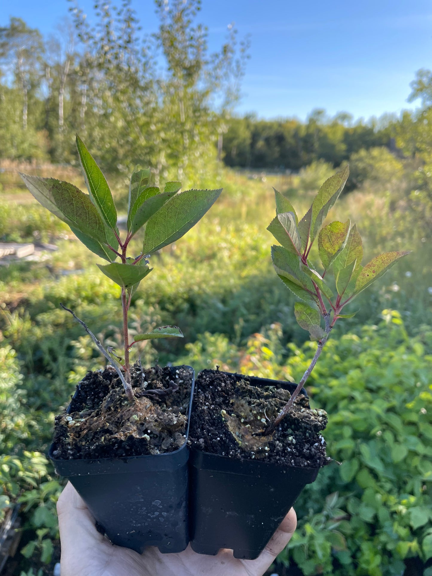 Kappa Cherry Plum (Prunus besseyi x Prunus salicina 'Kappa')