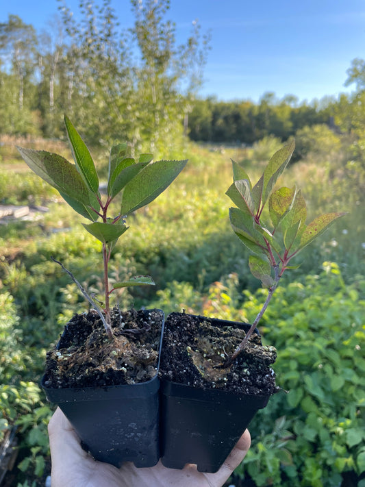 Kappa Cherry Plum (Prunus besseyi x Prunus salicina 'Kappa')