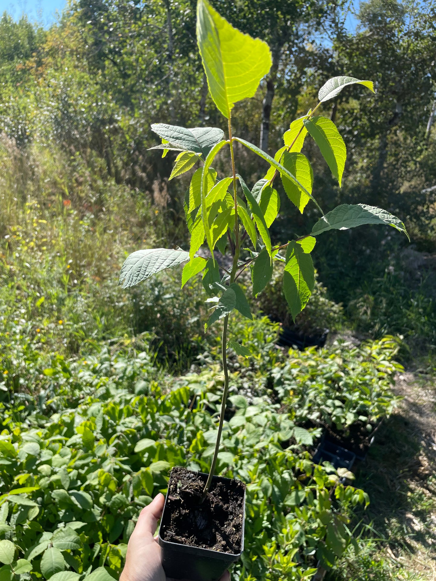 Graines de Noyer Noir (Juglans nigra) - (Zone 3) - 8 Noix