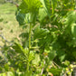 Grosella espinosa (Ribes sp.) - Planta perenne - Arbusto de bayas - Zona 3 - Más de 50 semillas