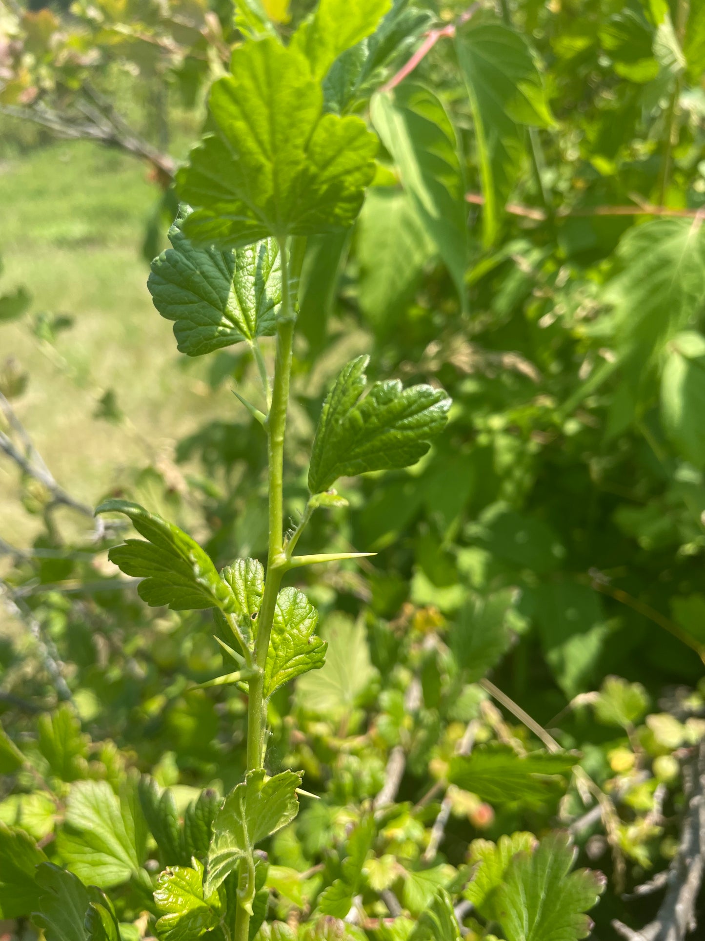 Gooseberry (Ribes sp.) - Perennial - Berry Bush - Zone 3 - 50+ Seeds