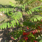 Graines de Sumac Glacé (Rhus glabra) - 100+ Graines
