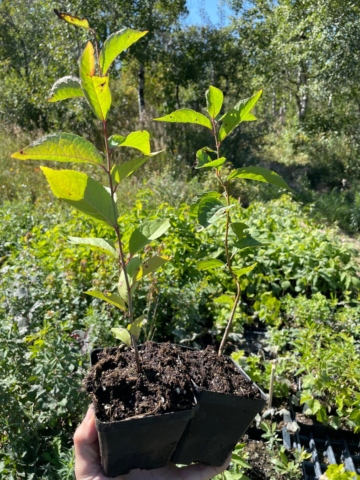 Seedling Plums (Prunus sp.) - Zone 3