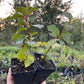 Cerisier de Nankin (Prunus tomentosa)