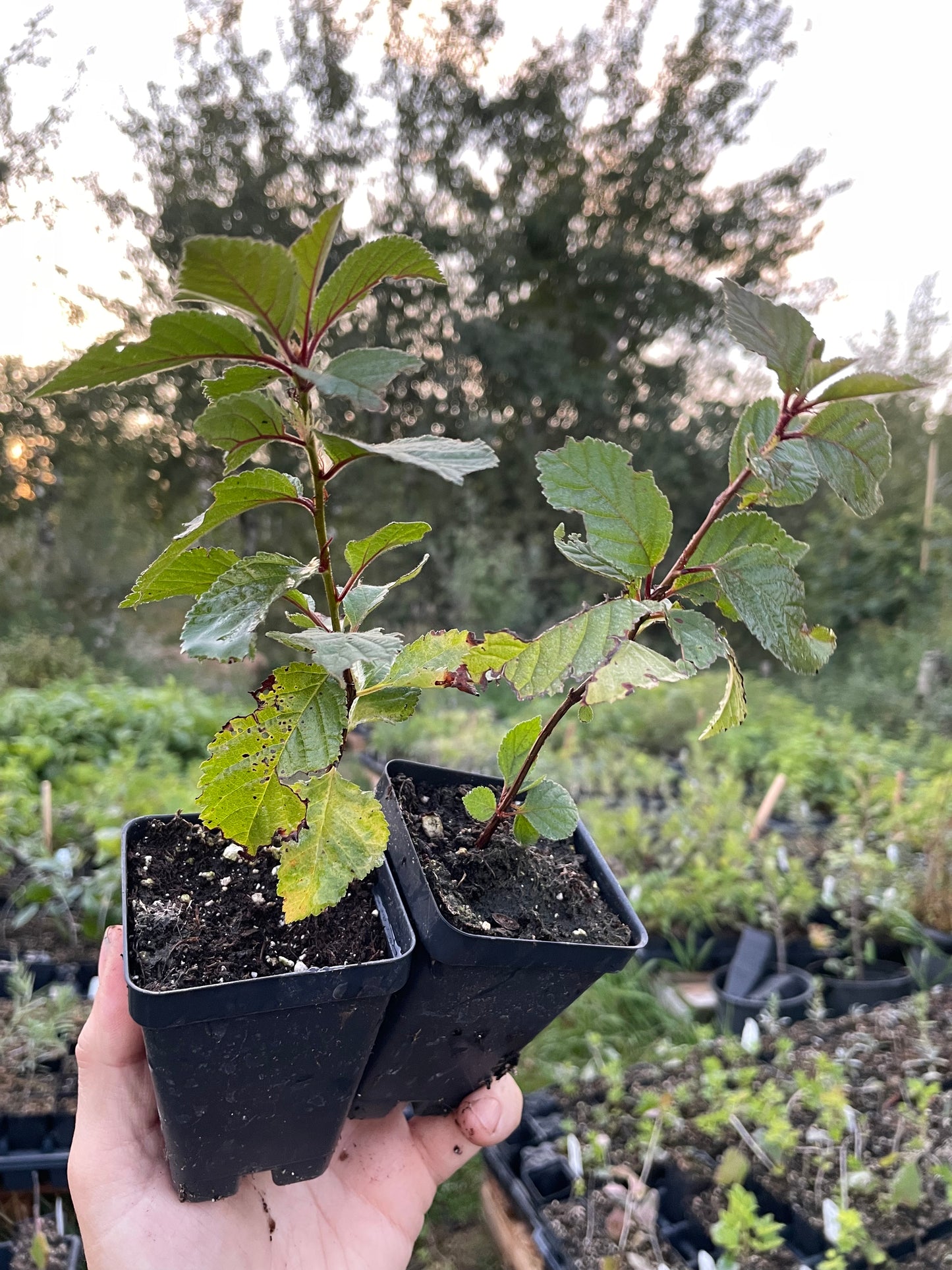 Nanking Cherry (Prunus tomentosa)