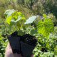 Valiant Grape (Vitis riparia x Vitis labrusca 'Valiant')