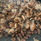 Siberian Stone Seeds (Pinus sibirica) - 15+ Seeds