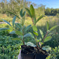 Opata Cherry Plum (Prunus salicina x Prunus besseyi 'Opata')