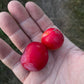 Toka Plum (Prunus americana x Prunus simonii) - Zone 3
