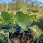 Slitsa Black Currant (Ribes nigrum ‘Slitsa’)