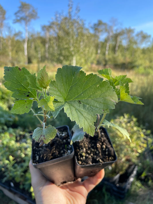 Slitsa Black Currant (Ribes nigrum ‘Slitsa’)