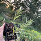 Chuyskaya Sea Buckthorn (Hippophae rhamnoides 'Chuyskaya')
