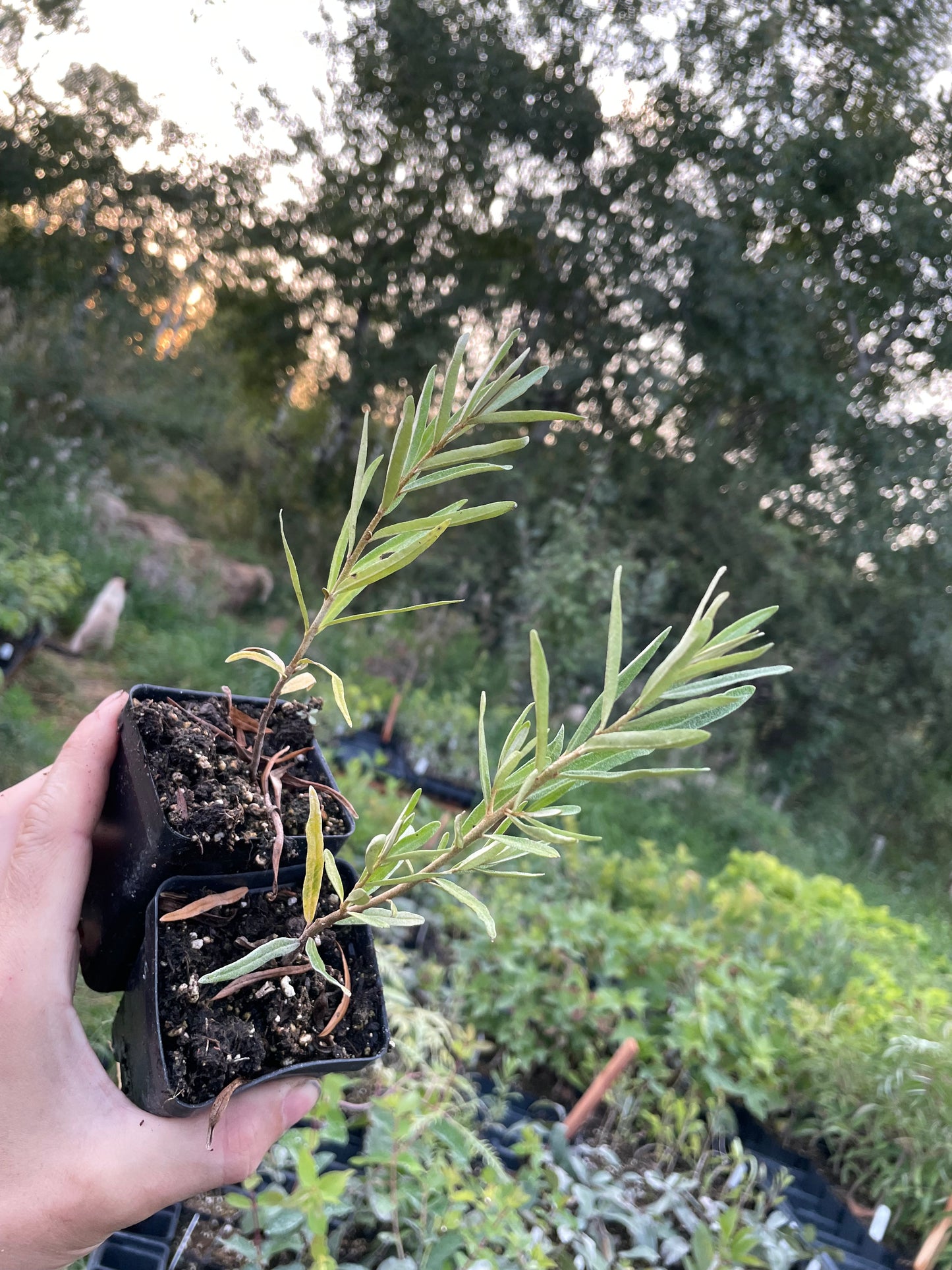 L'argousier de Chuyskaya (Hippophae rhamnoides 'Chuyskaya')