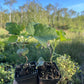 Slitsa Black Currant (Ribes nigrum ‘Slitsa’)