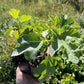 Ficus carica 'Chicago Hardy' (higuera resistente de Chicago) - Zona 5