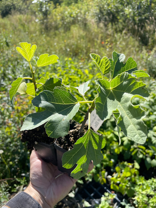 Chicago Hardy Fig (Ficus carica ‘Chicago Hardy’) - Zone 5